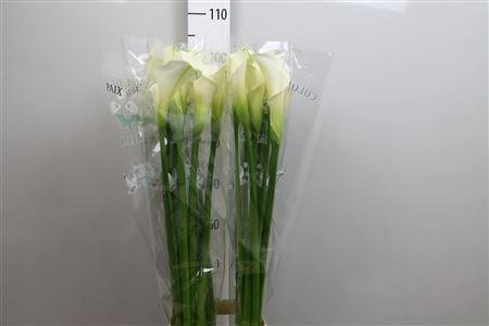 Zantedeschia aethiopica 'Colombe de la Paix'