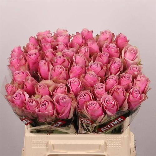 Rosa grootbloemig Athena Royale