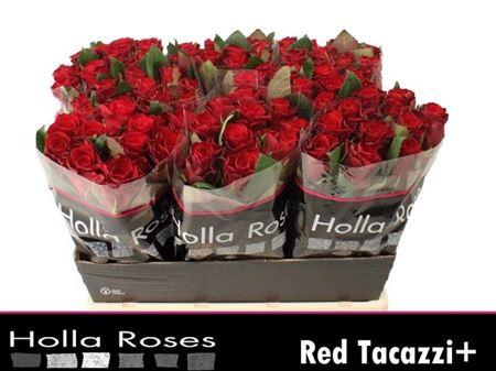 Rosa grootbloemig Red Tacazzi+