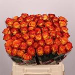 0abaf30b-a68f-4940-bace-a1d3d00be7ba.jpg