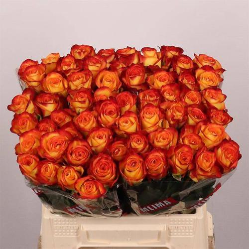 Rosa grootbloemig Firefox