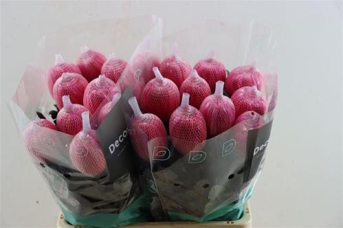 Chrysanthemum (Indicum Grp) geplozen Antonov kleurbehandeld H%