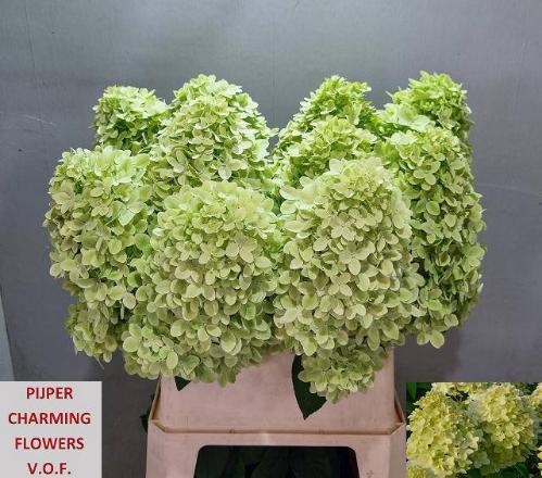 Hydrangea paniculata Magical Candle