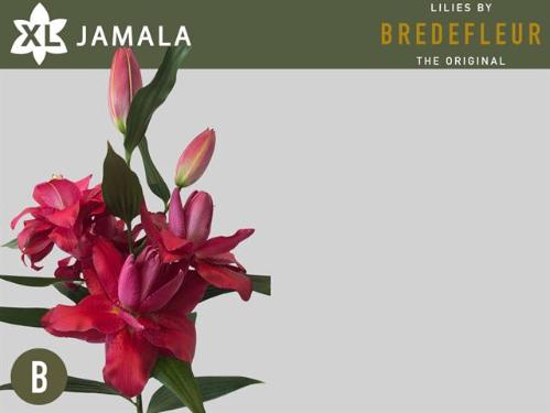 Lilium (Oriental Grp) dubbel overig