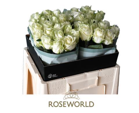 Rosa grootbloemig White Naomi!