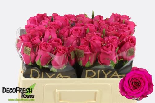 Rosa grootbloemig Hottie+