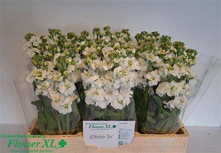 Matthiola incana StoX White