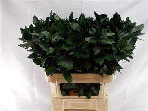 Ruscus hypophyllum (groot blad)
