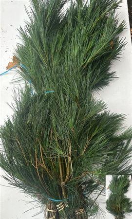 Pinus strobus per bos