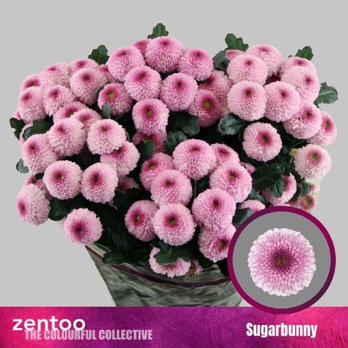Chrysanthemum (Indicum Grp) tros santini Sugarbunny
