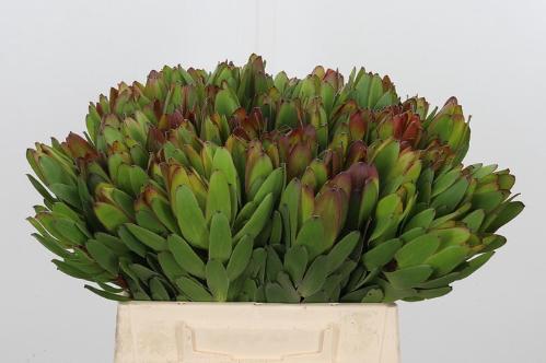 Leucadendron 'Safari Goldstrike'