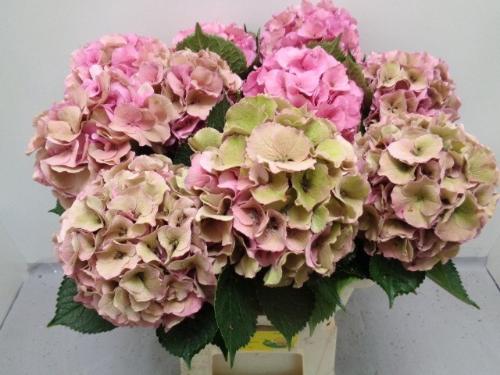 Hydrangea macrophylla Royal Palace (classic)