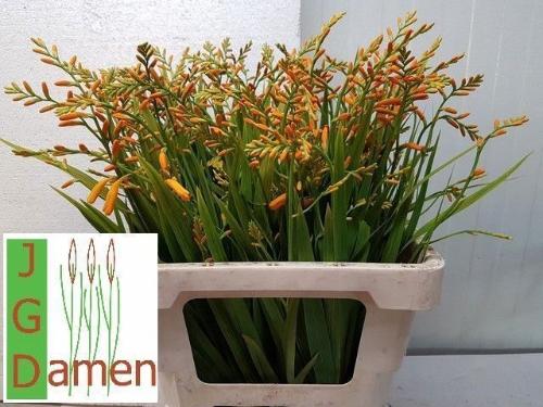 Crocosmia 'George Davison'