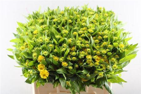 Helenium 'Kanaria'