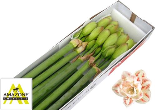 Hippeastrum Double Galaxy Grp 'Nymph'