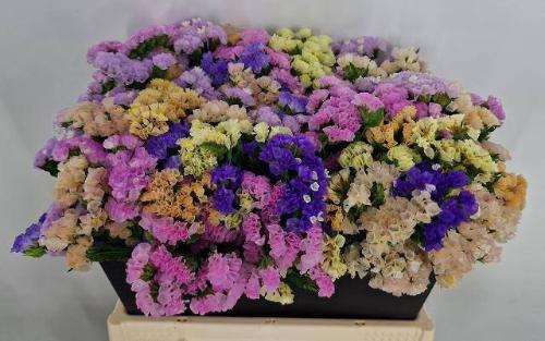 Limonium sinuatum gemengd