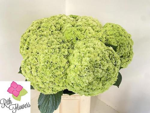 Hydrangea macrophylla Royal Highness (classic)