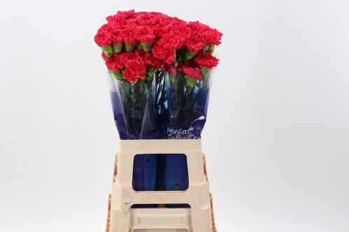 Dianthus standaard Mandalay