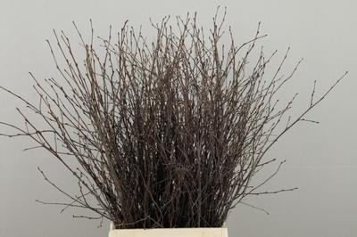 Betula per bos
