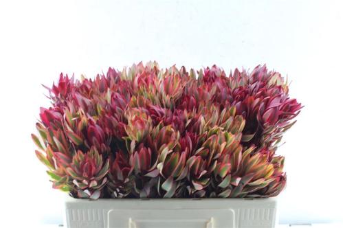Leucadendron 'Jester'