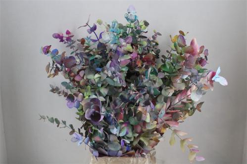 Eucalyptus cinerea kleurbehandeld per bos H%