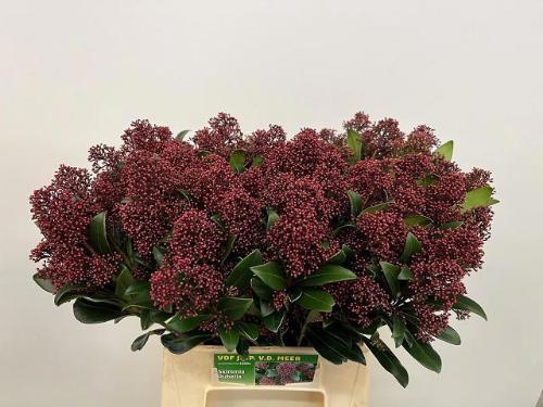 Skimmia per bos japonica 'Rubella'