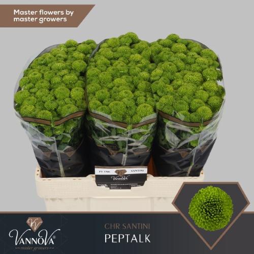 Chrysanthemum (Indicum Grp) tros santini AAA Peptalk