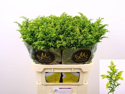 Solidago Carzan Glory