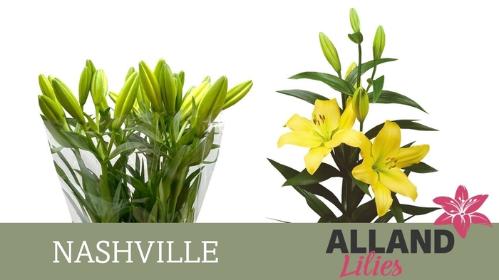 Lilium Longiflorum x Aziatische Grp 'Nashville'