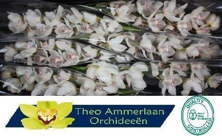 Cymbidium grootbloemig per tak 'Snowbird'