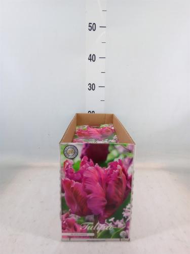 Tulipa (bol)