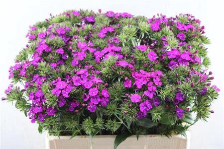 Dianthus barbatus 'Amazon Neon Purple'