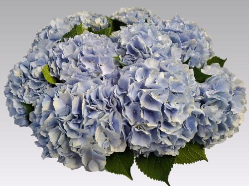 Hydrangea macrophylla 'Verena' (blauw)