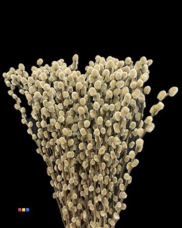 Salix H%