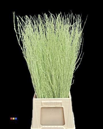 Betula per bos kleurbehandeld