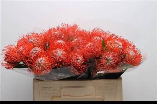 Leucospermum cordifolium 'Tango'