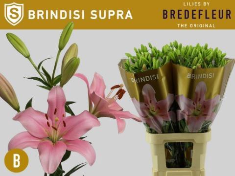 Lilium Longiflorum x Aziatische Grp 'Brindisi'
