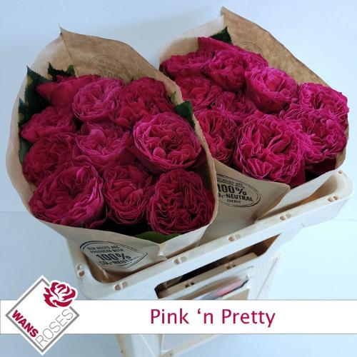 Rosa grootbloemig Pink 'N Pretty