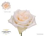 0b201320-0062-4a73-a5a4-34945803b0ed.jpg