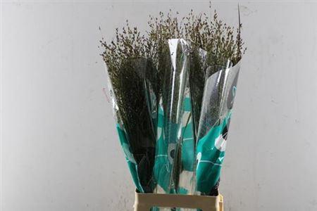 Panicum virgatum 'Heavy Metal'