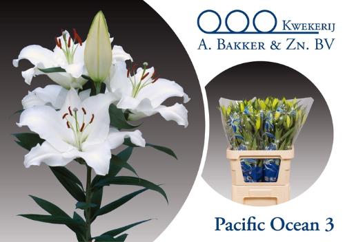 Lilium Oriental Grp 'Pacific Ocean'