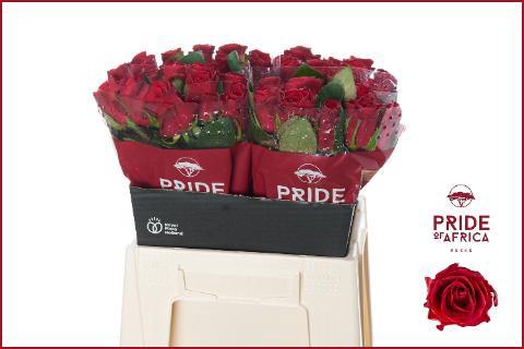 Rosa grootbloemig Red Tacazzi+