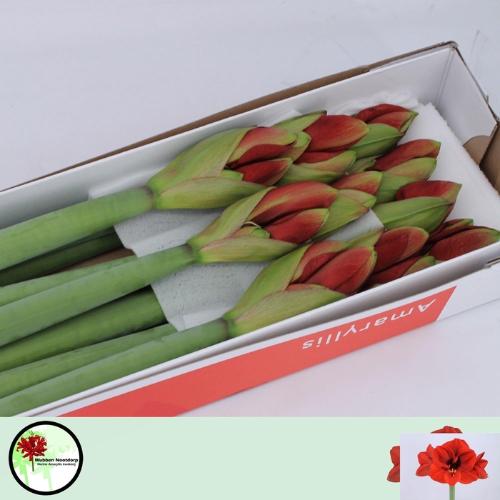 Hippeastrum Galaxy Grp 'Ferrari'