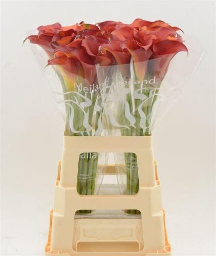 Zantedeschia 'Captain Trinity'