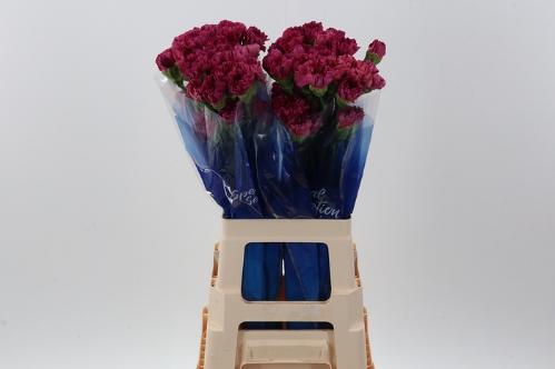 Dianthus standaard 'Bernard'