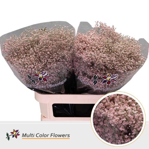 Gypsophila overig kleurbehandeld H%