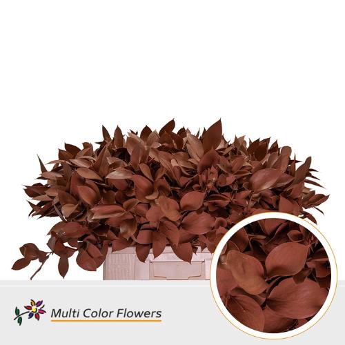 Ruscus kleurbehandeld H%