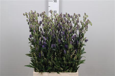 0b3d8890-c2bd-4188-8725-dd4af533ad28.jpg