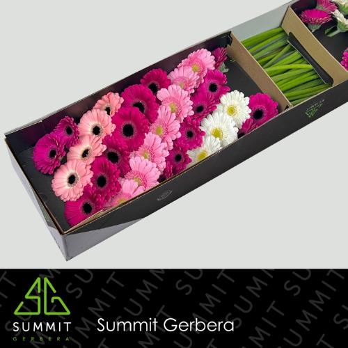 Gerbera mini gemengd op rij