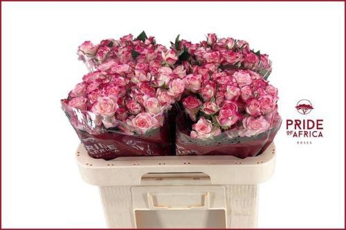 Rosa tros Reflex